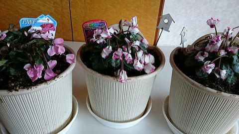 萎れたシクラメン