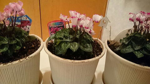 復活したシクラメン