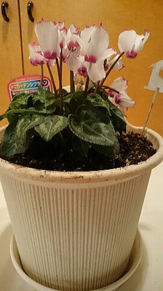 復活したシクラメン