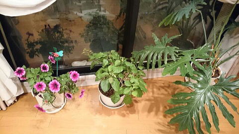 ベランダの花を室内にいれました