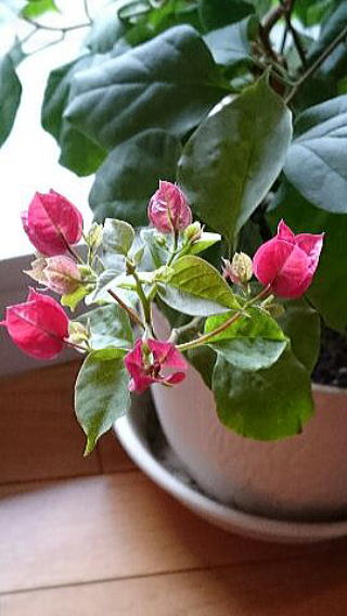 教室のブーゲンビリア