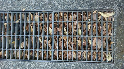 排水溝の落ち葉