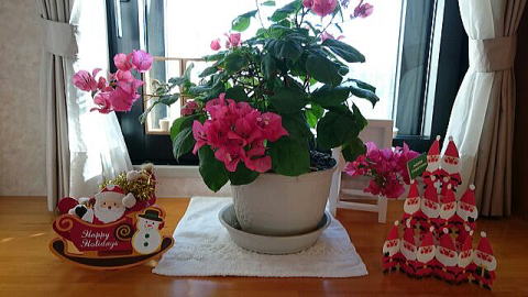 クリスマスの飾り