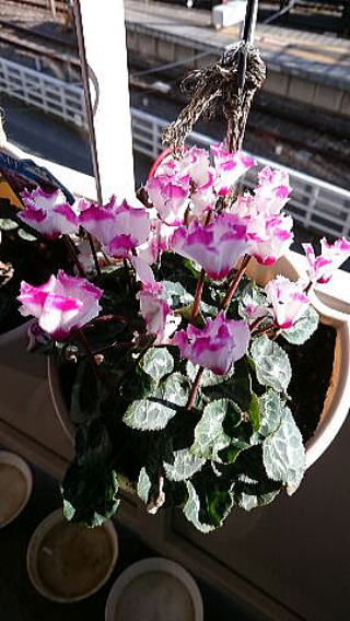 花盛りのシクラメン