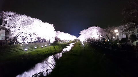 野川のライトアップした桜