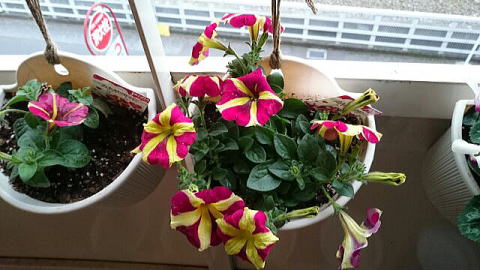 ベランダのアモーレ