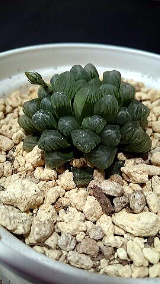 室内の多肉植物に蕾が出ました