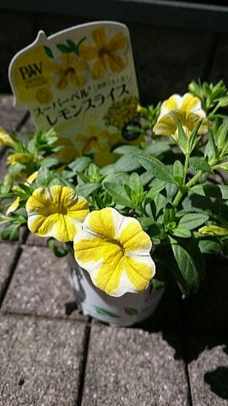 ベランダのベルフラワー