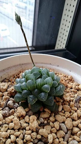 多肉植物の枝　蕾