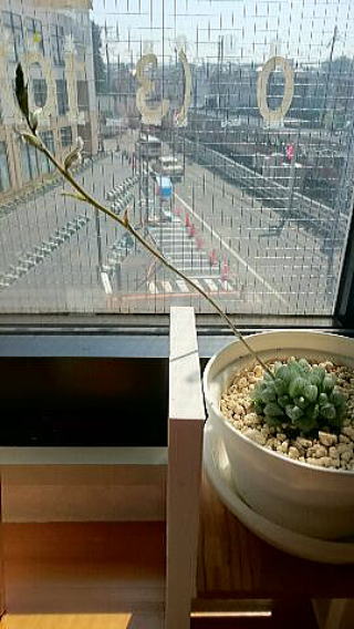 オブツーサの花