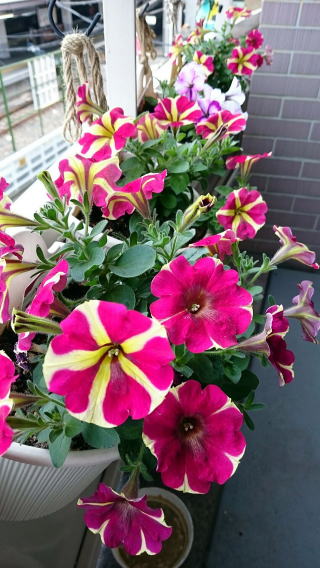 ペチュニアのアモーレ