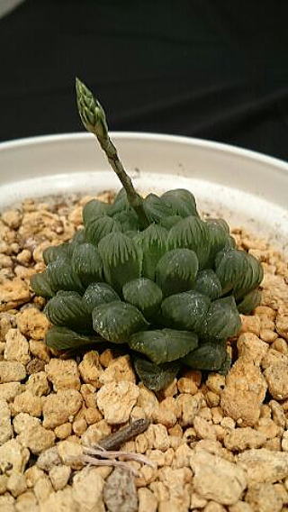 蕾が出た多肉植物