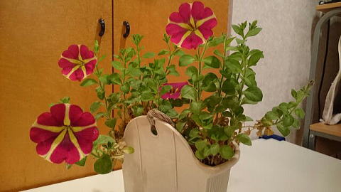 満開のペチュニア