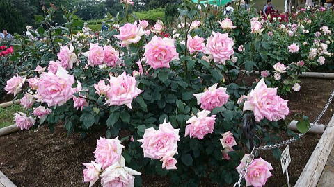 ピンク色のバラ